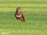 Buizerd