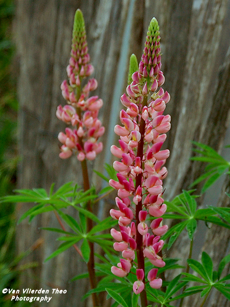 P5152784.JPG