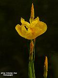 P5182959
